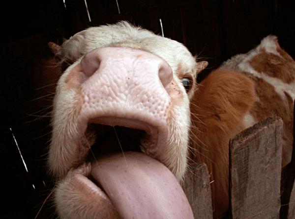 вирусная диарея крс