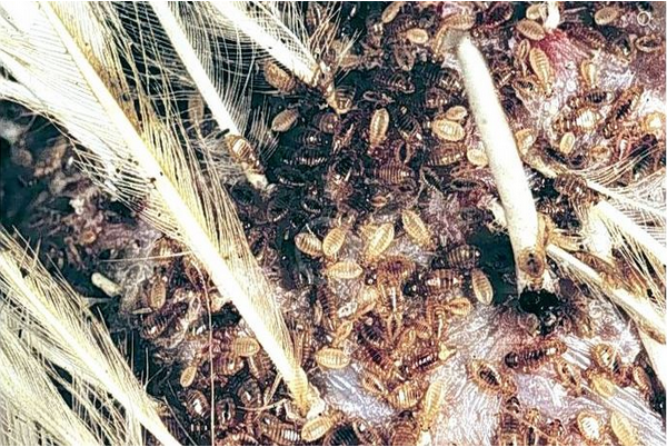 вши педикулез у куриц вши педикулез у куриц