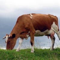 Заболевания коров