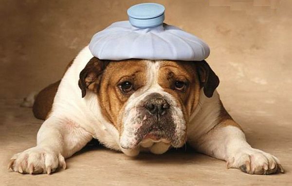 заболевания собак